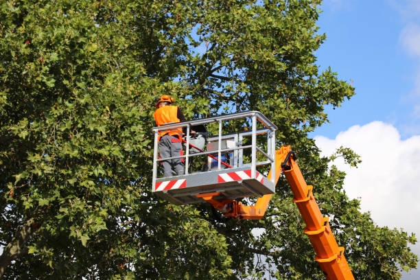 How Our Tree Care Process Works  in Crewe, VA